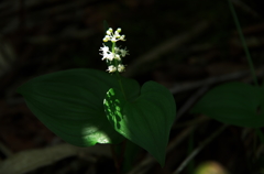 登山道脇の花