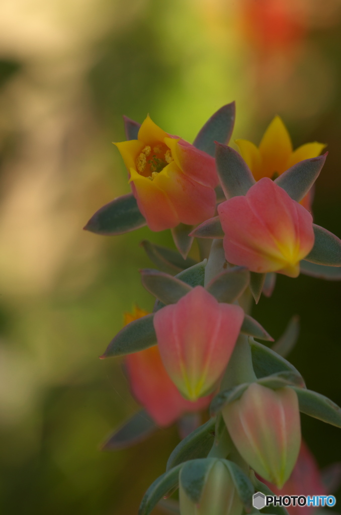 サボテンの花２