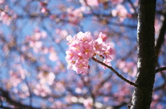 河津桜　Kawazu Sakura