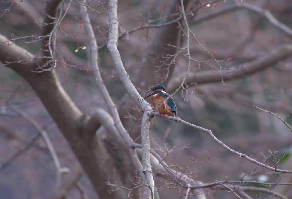 カワセミ　鳴き
