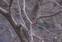 カワセミ　鳴き