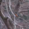 カワセミ　鳴き