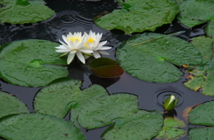 雨の睡蓮