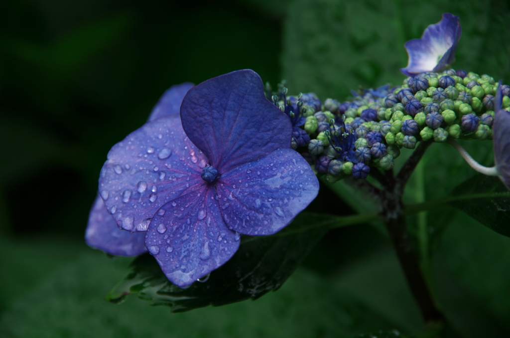 ガクアジサイと梅雨