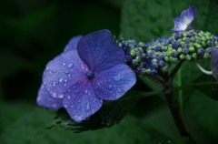 ガクアジサイと梅雨