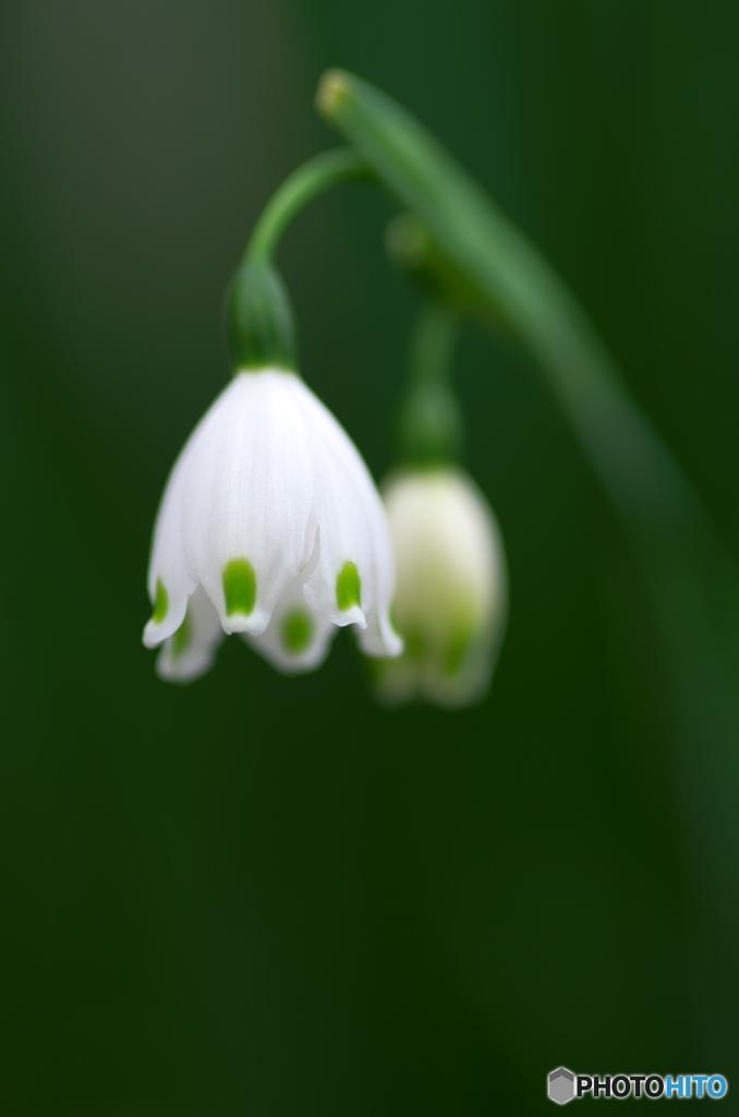 小さなスズラン