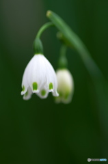 小さなスズラン