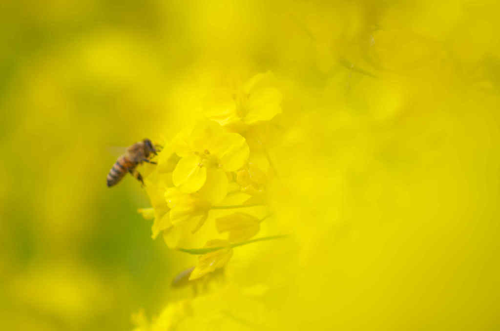 菜の花2