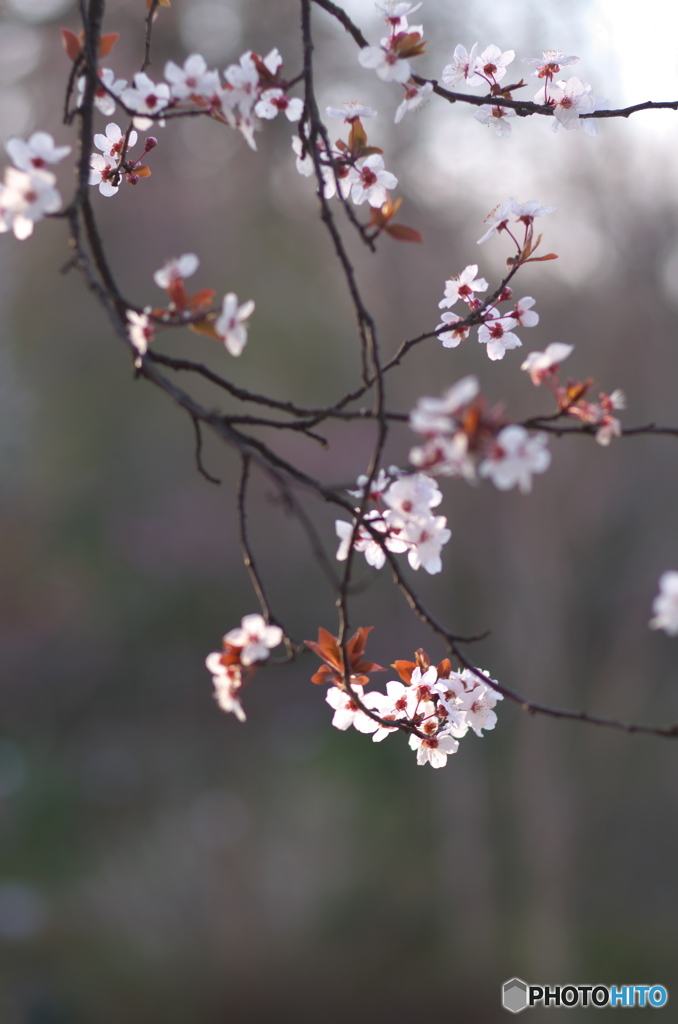 山桜2