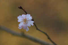 冬桜