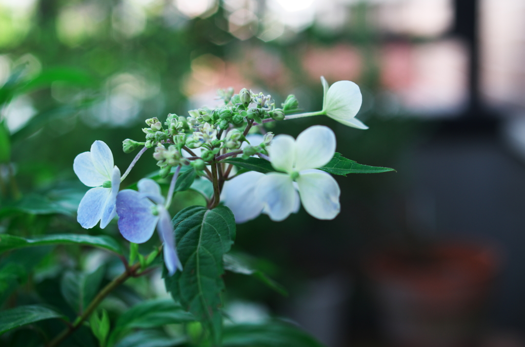 ﾊﾞﾙｺﾆｰの山ｱｼﾞｻｲ