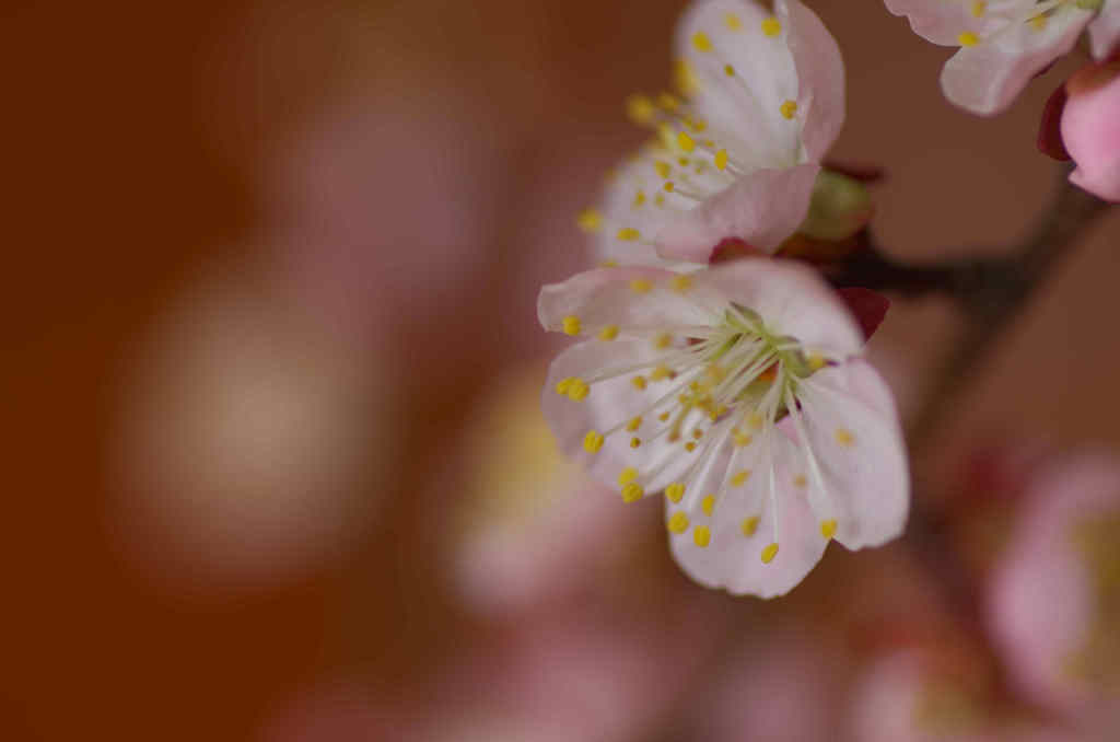 梅咲いた
