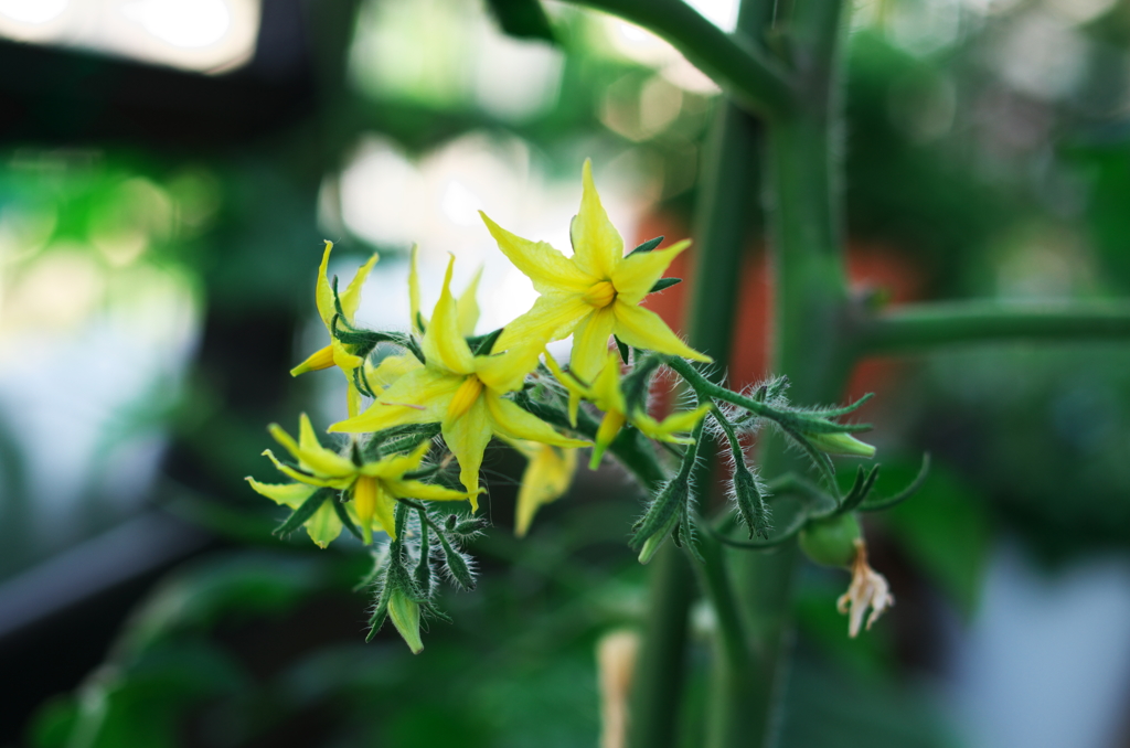 ﾊﾞﾙｺﾆｰのﾐﾆﾄﾏﾄ