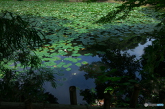 蓮池の日常