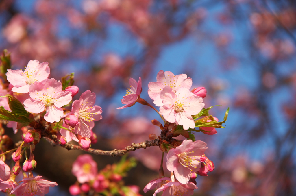 桜咲く２