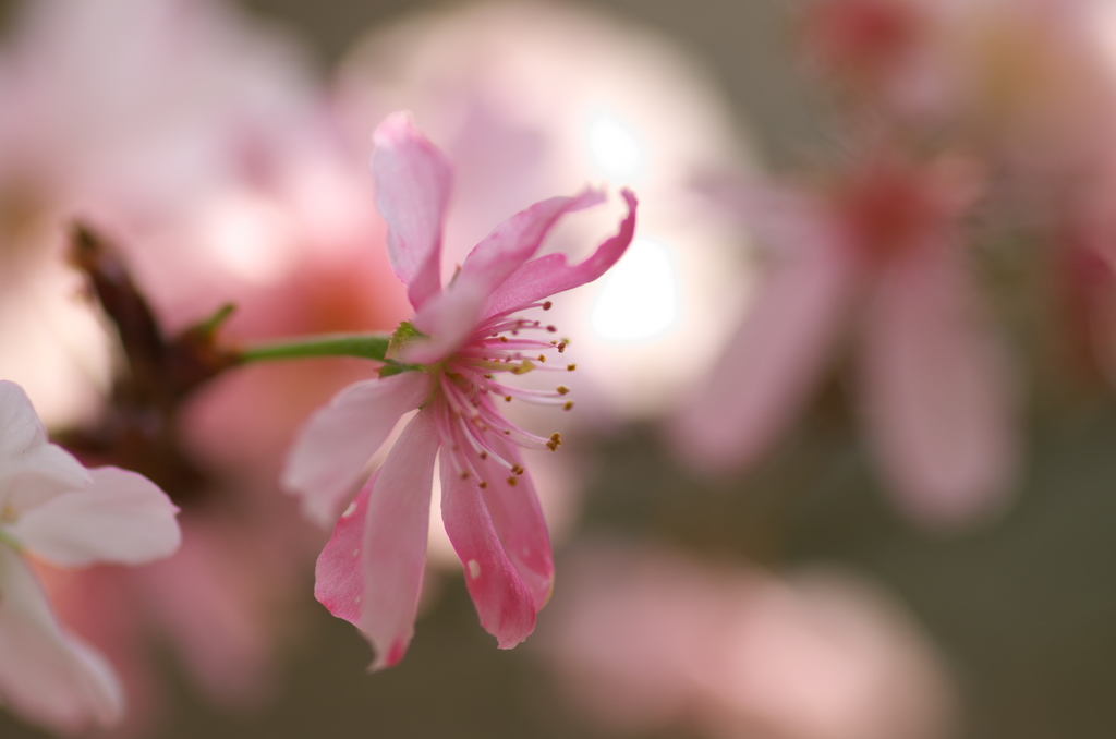 十月桜2