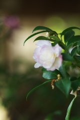 山茶花