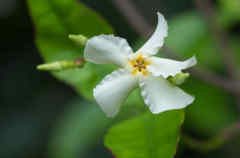 ジャスミンの香り