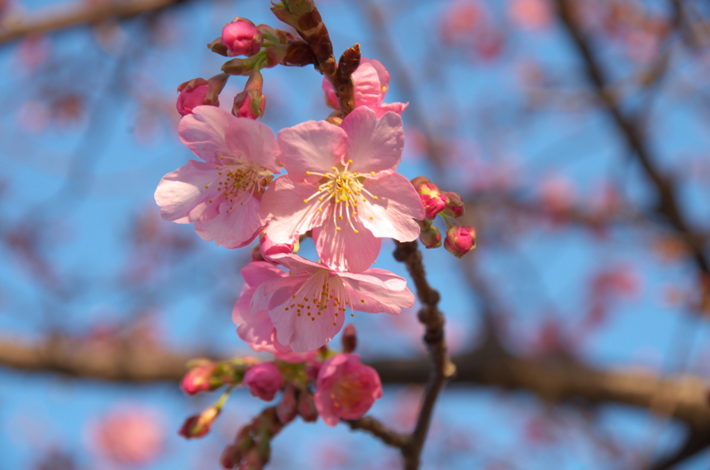 桜咲く