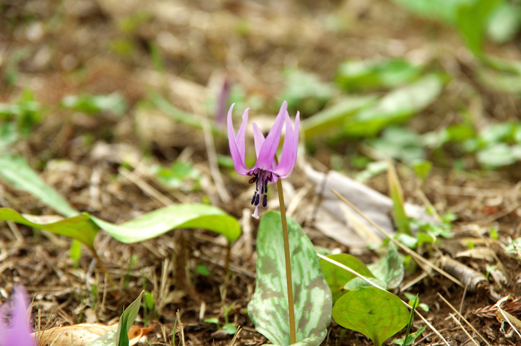 カタクリの花