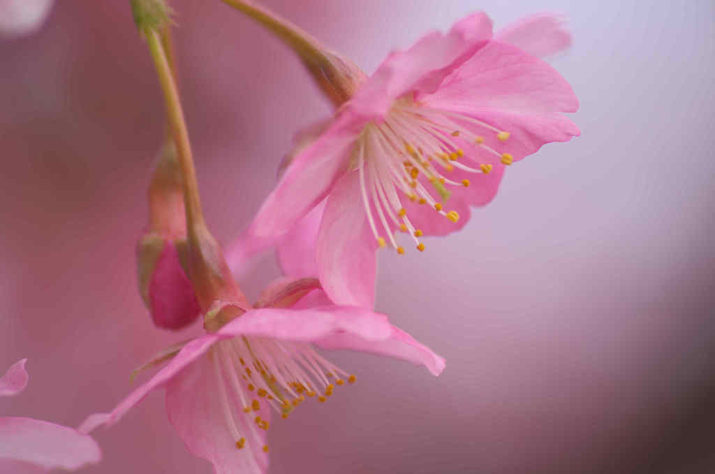 愛しの河津桜