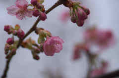 雨の河津桜４