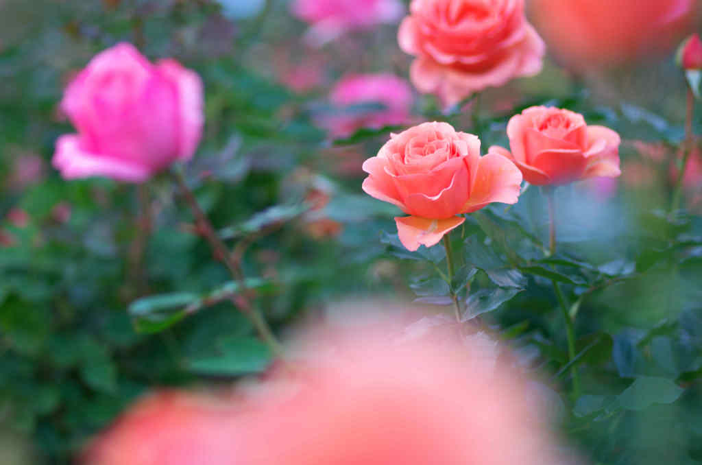 霜月の薔薇