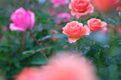 霜月の薔薇