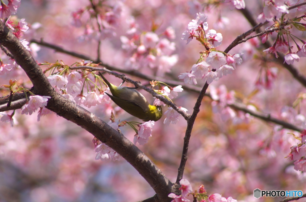 サクラの蜜
