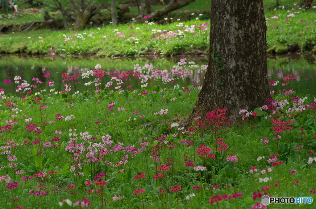 千手が浜のｸﾘﾝｿｳ3