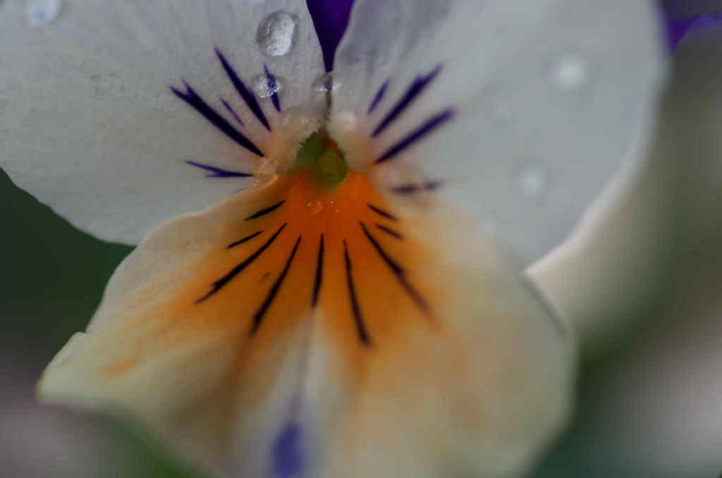 雨上りのビオラ２