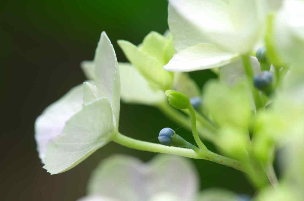 ｶﾞｸｱｼﾞｻｲ