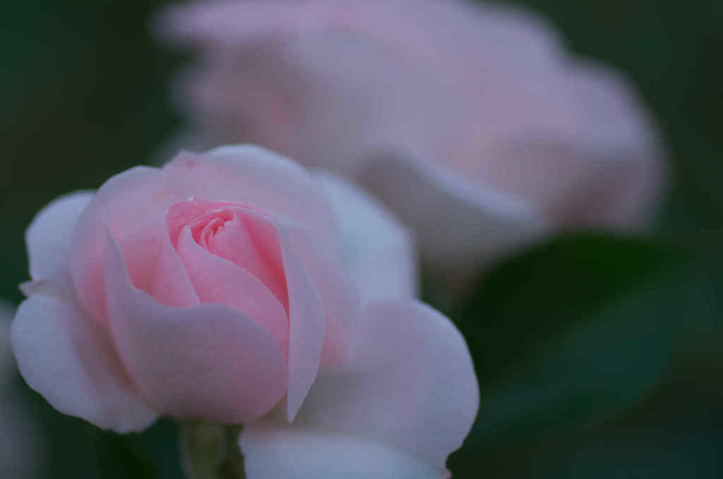 バラの花１