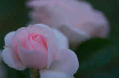 バラの花１