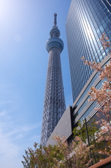 Sky Tree Tower