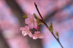 河津桜3