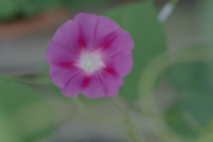 朝顔