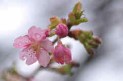 雨の河津桜