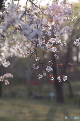 山桜