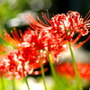 彼岸花 20