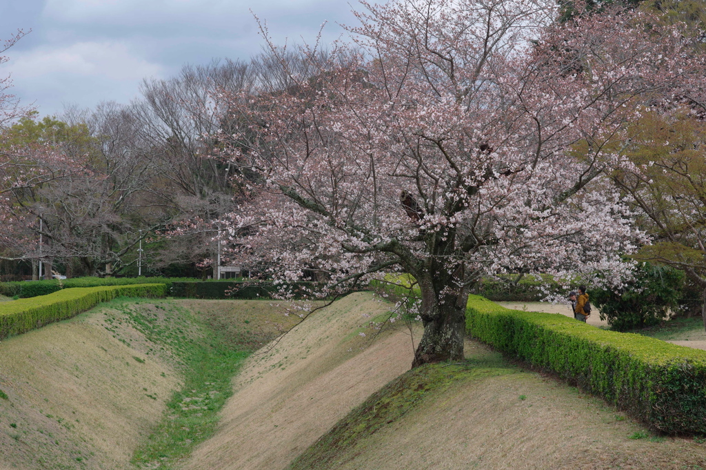 吉野桜と空堀