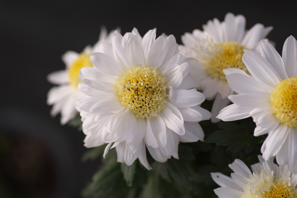 古典菊３