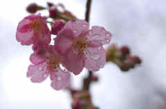 雨の河津桜３