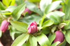 クリスマスローズ