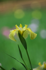 梅雨がお似合い