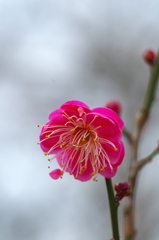 香梅の紅