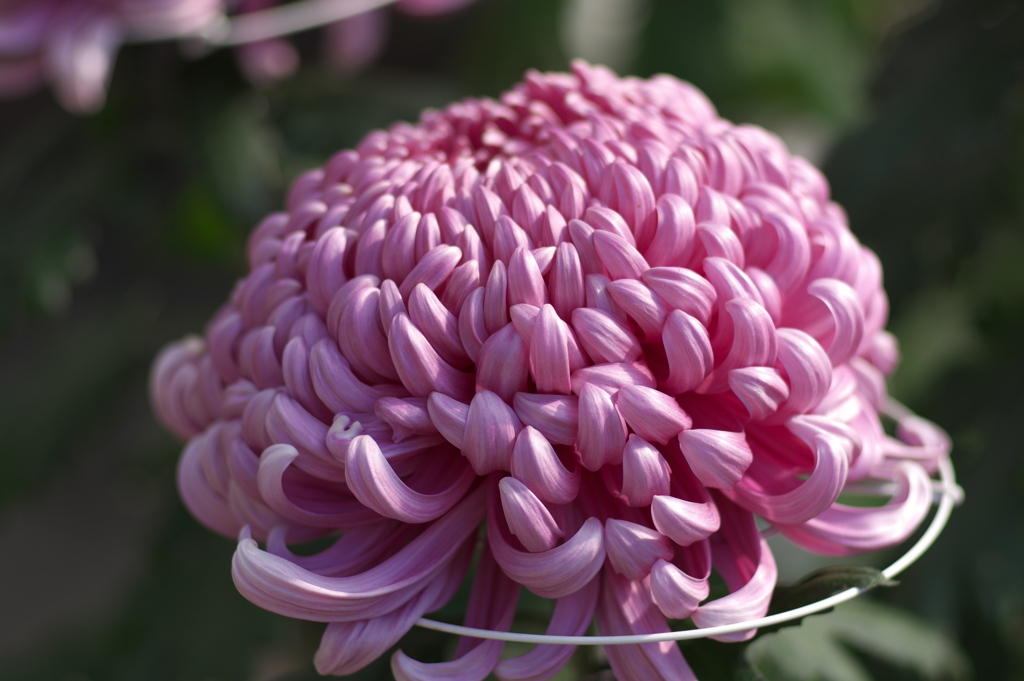 菊花展9