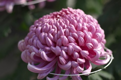 菊花展9