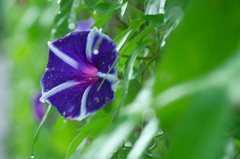 朝顔　雨２