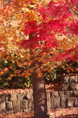 公園の樹